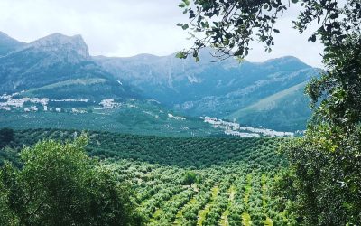 El Ayuntamiento de Cazorla defiende una PAC justa para el olivar tradicional y la agricultura familiar de Jaén